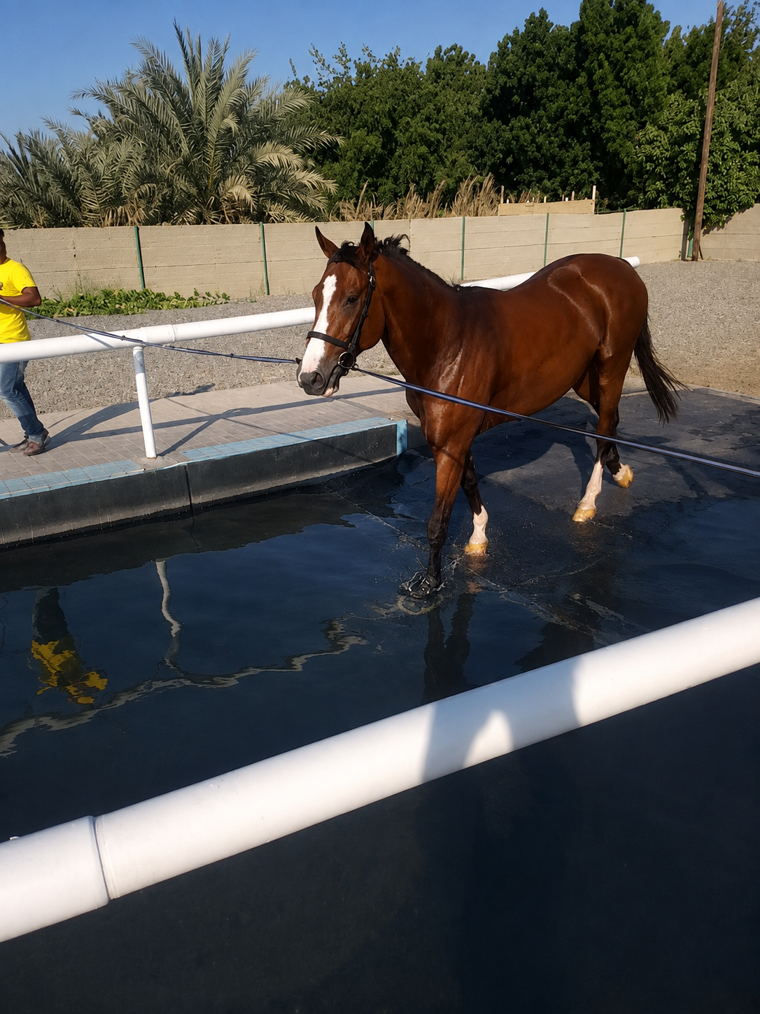 Horse awareness