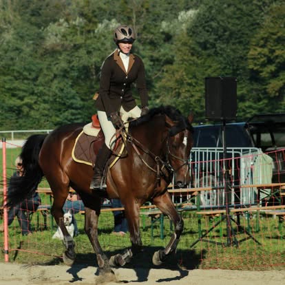 Horse and rider in competition