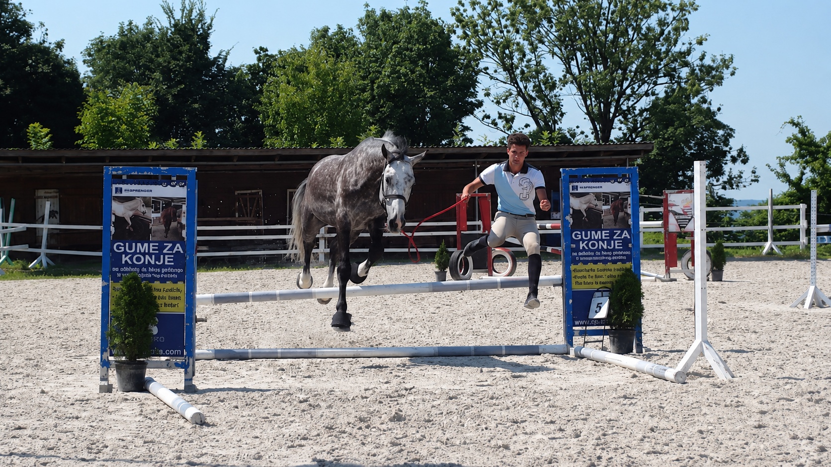 Horse moving with handler